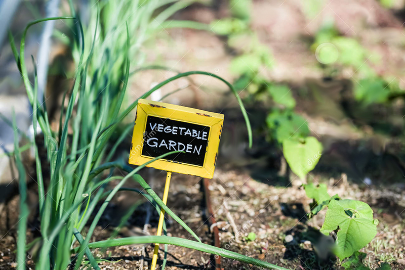 Beginner S Guide To Planting Victory Gardens Breaking Ground Gardening